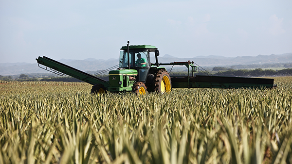 A tractor in a field of crops.