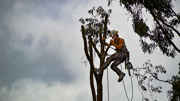 A tree trimmer working high up in a tree