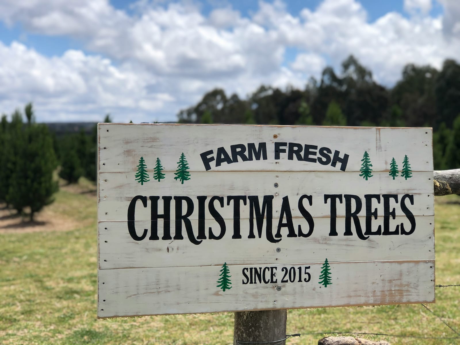 A hand-painted farm fresh Christmas trees sign at a choose-and-cut tree farm