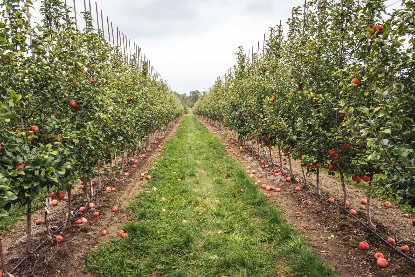 Rows of apple trees heavy with red fruit in an orchard