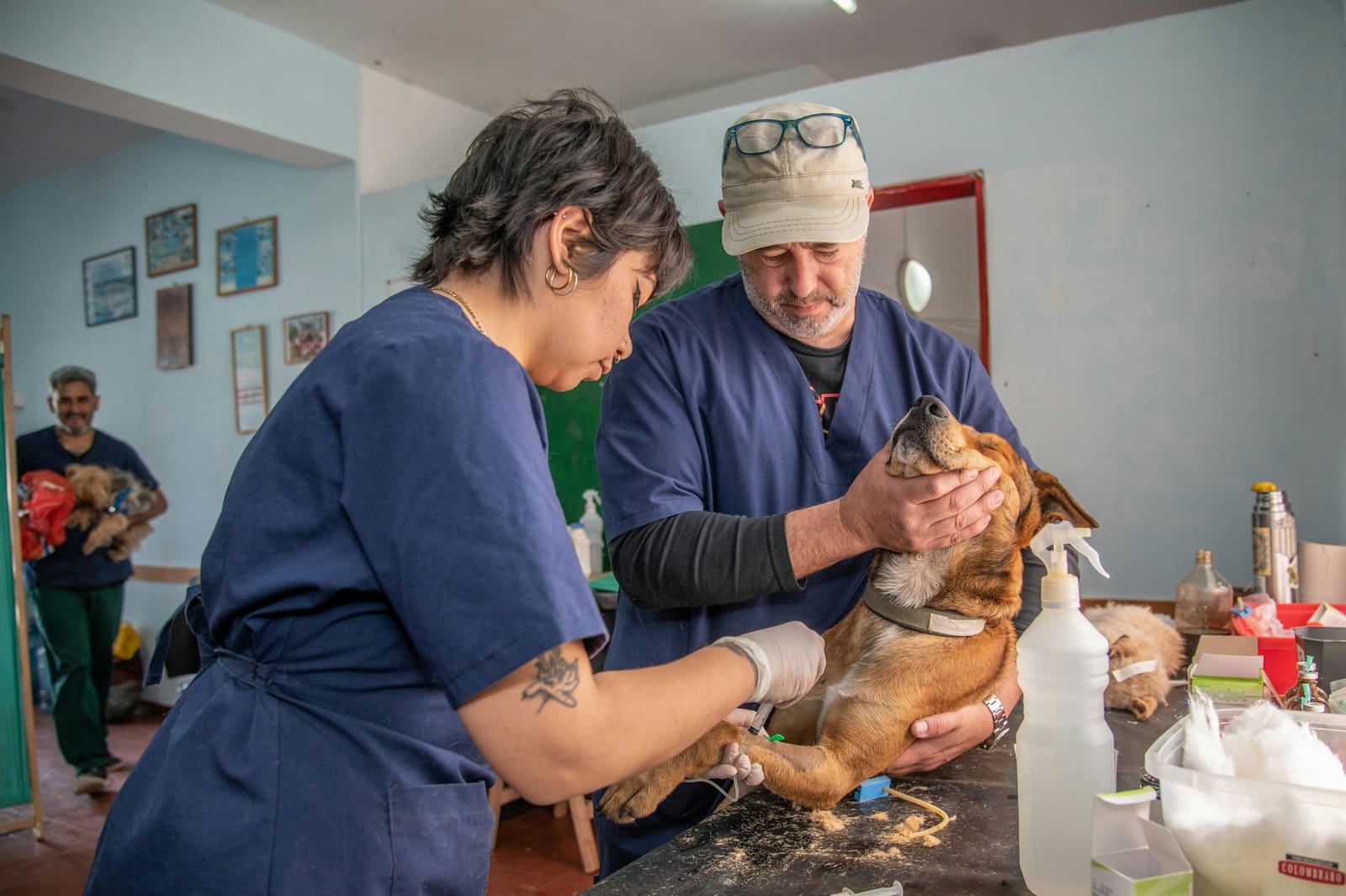 Two veterinary professionals examining a dog on an exam table
